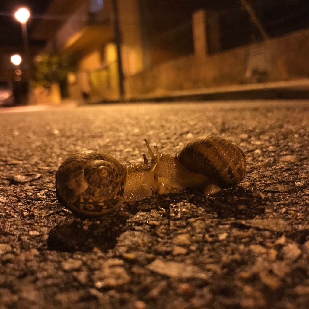 Snail love